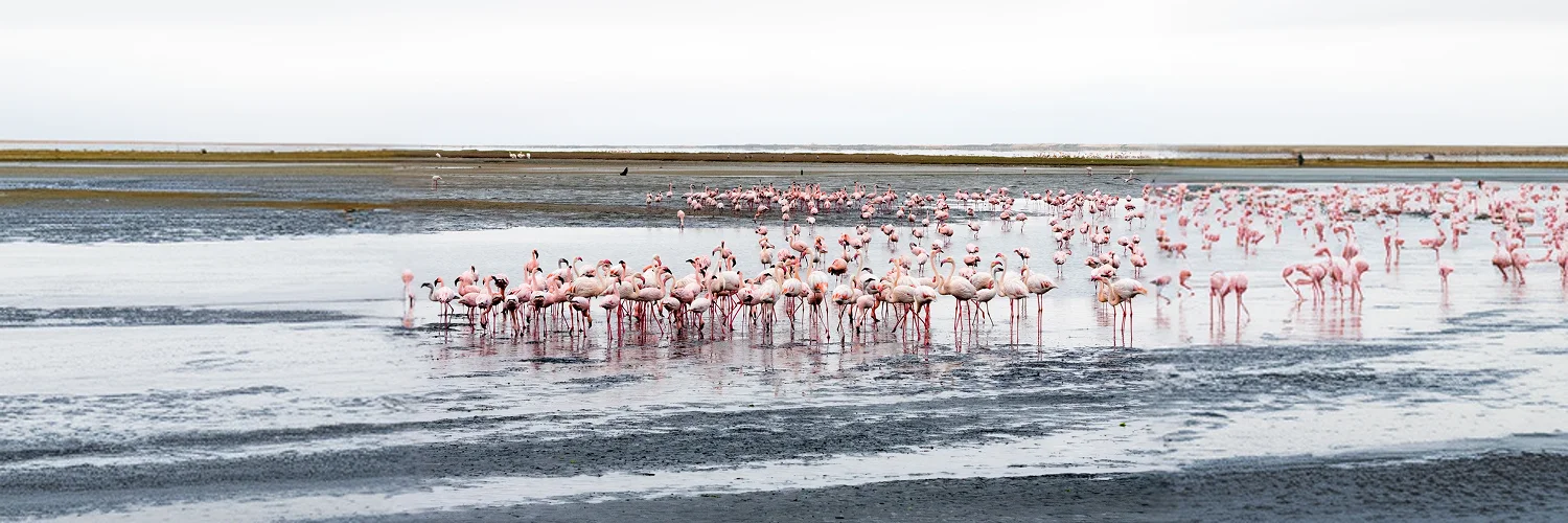 flock-pink-flamingos-walvis-bay-namibia 1.webp